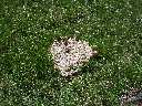 Zoom mini-262-P7140205.JPG