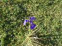 Zoom mini-008-P8010005.jpg
