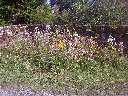 Zoom mini-IMG-20120804-01809.jpg